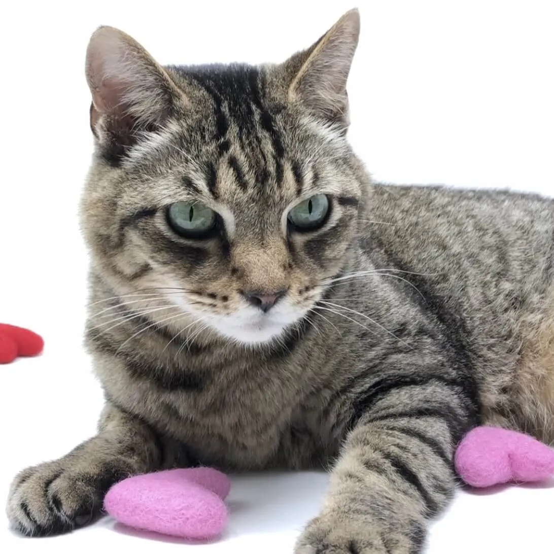 5 Wool Felted Heart Shape Cat Toys Red/Pink/White