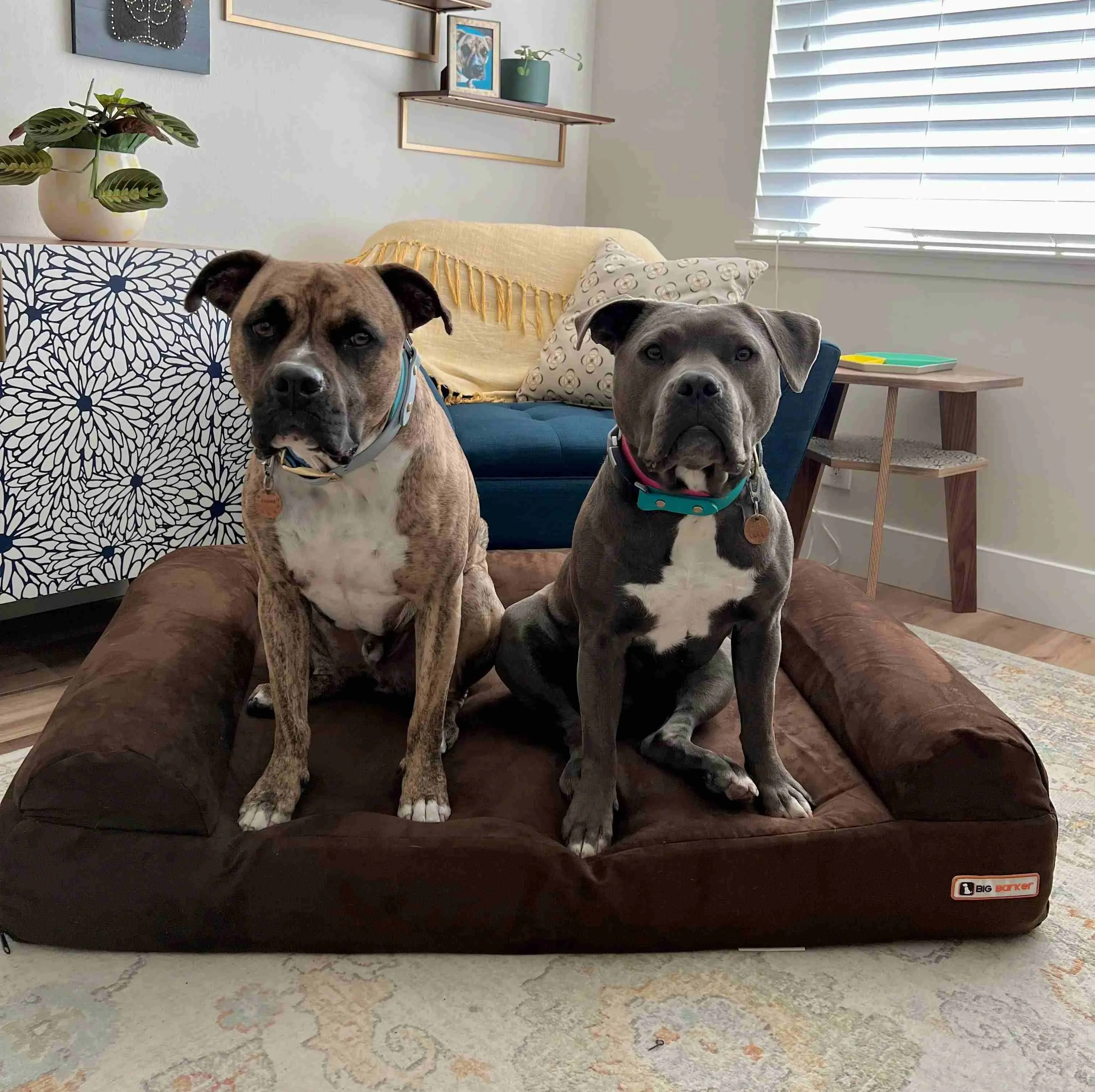 7" Orthopedic Dog Bed
