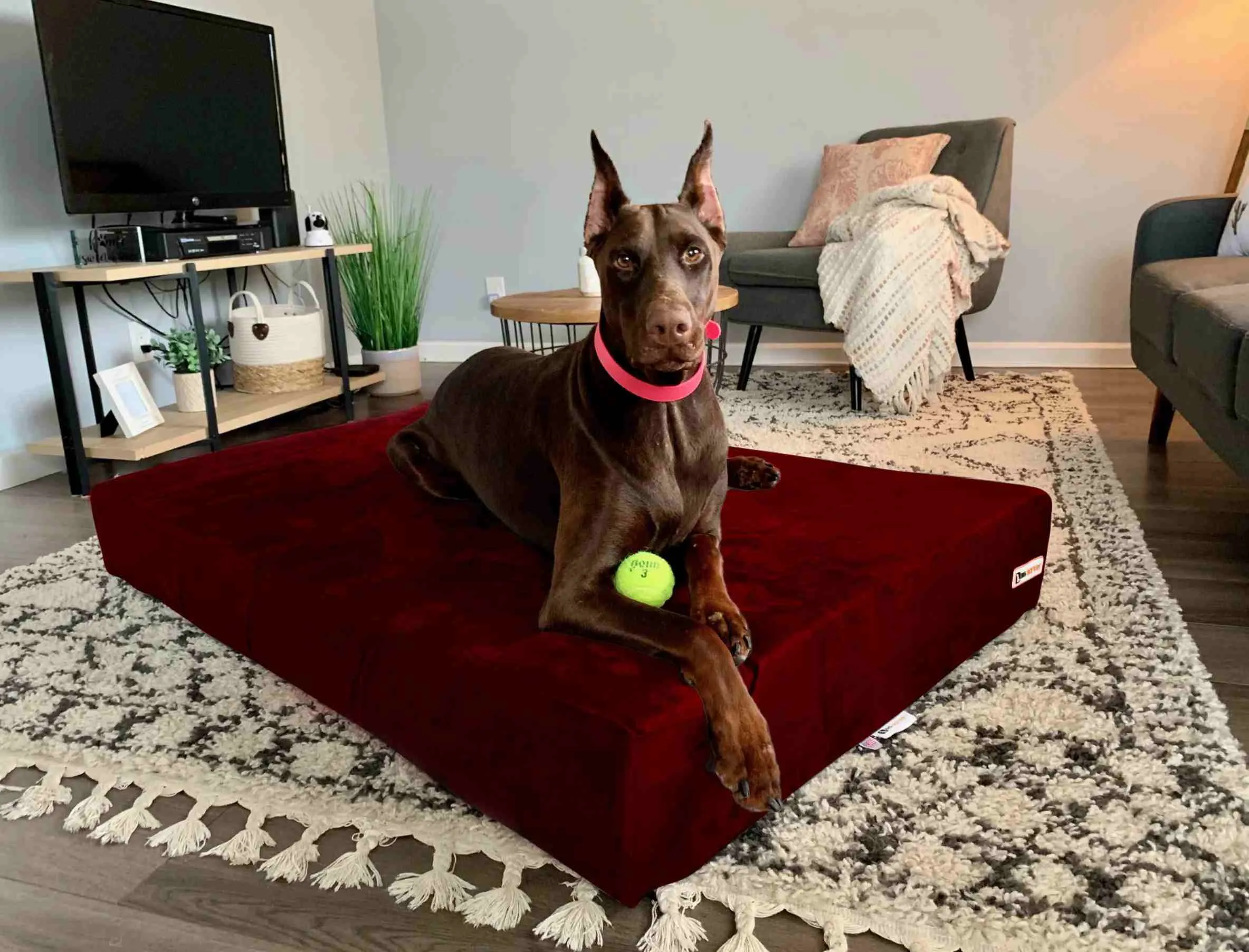 7" Orthopedic Dog Bed