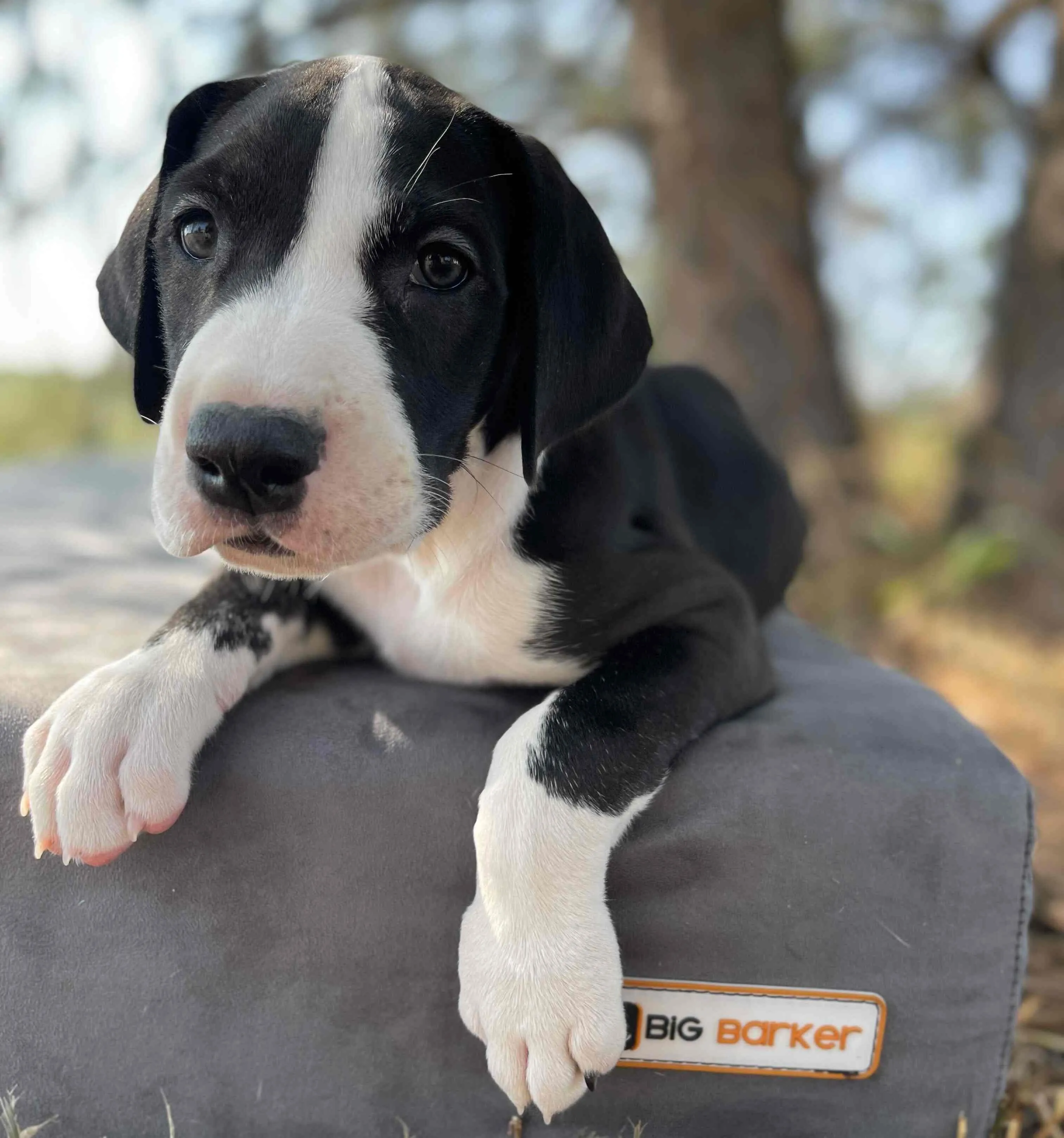 7" Orthopedic Dog Bed