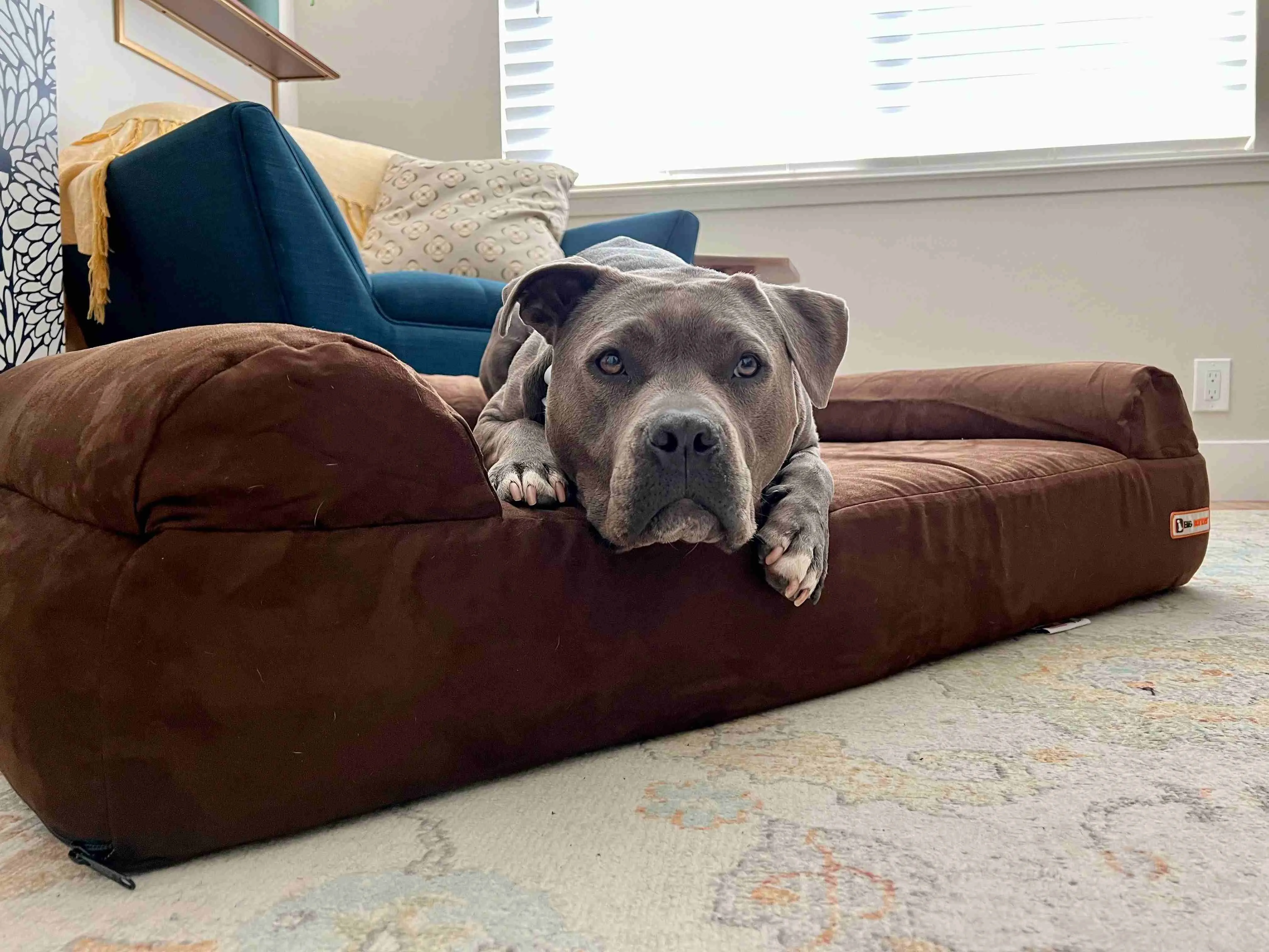 7" Orthopedic Dog Bed