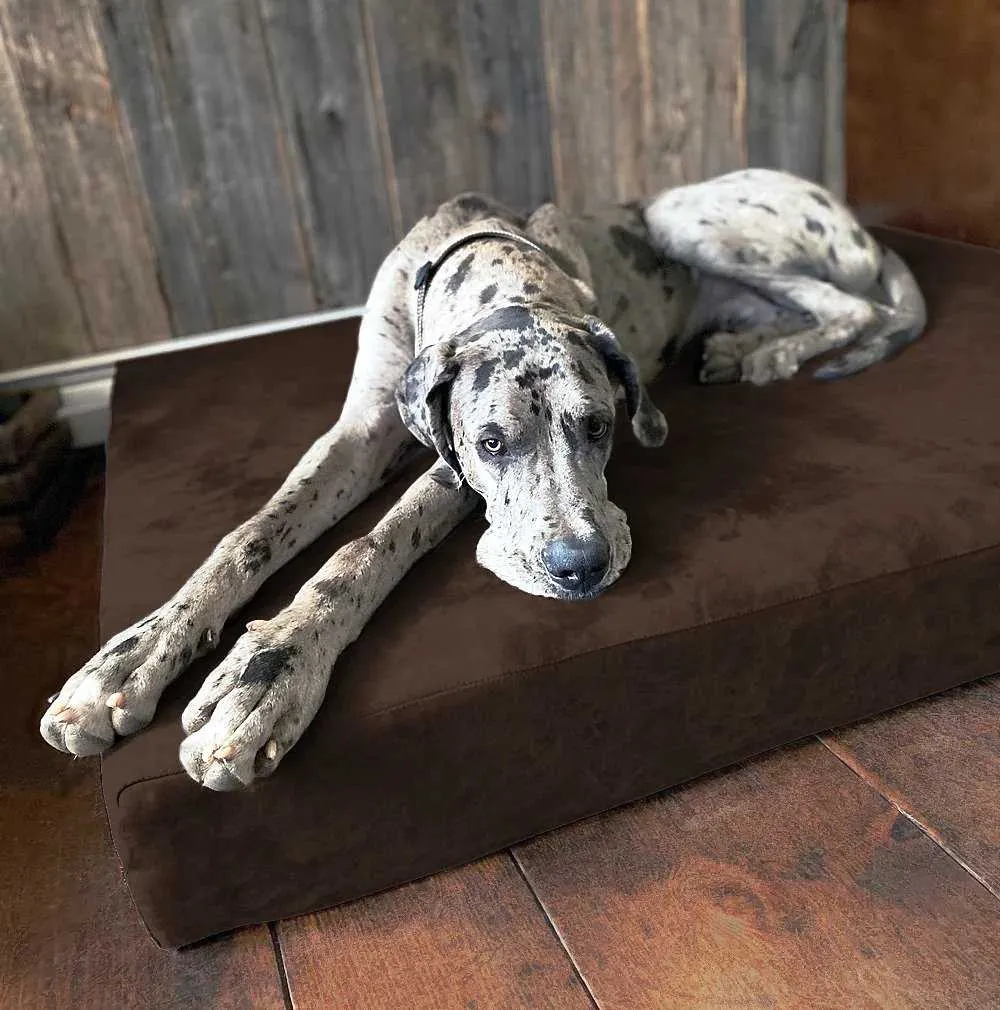 7" Orthopedic Dog Bed