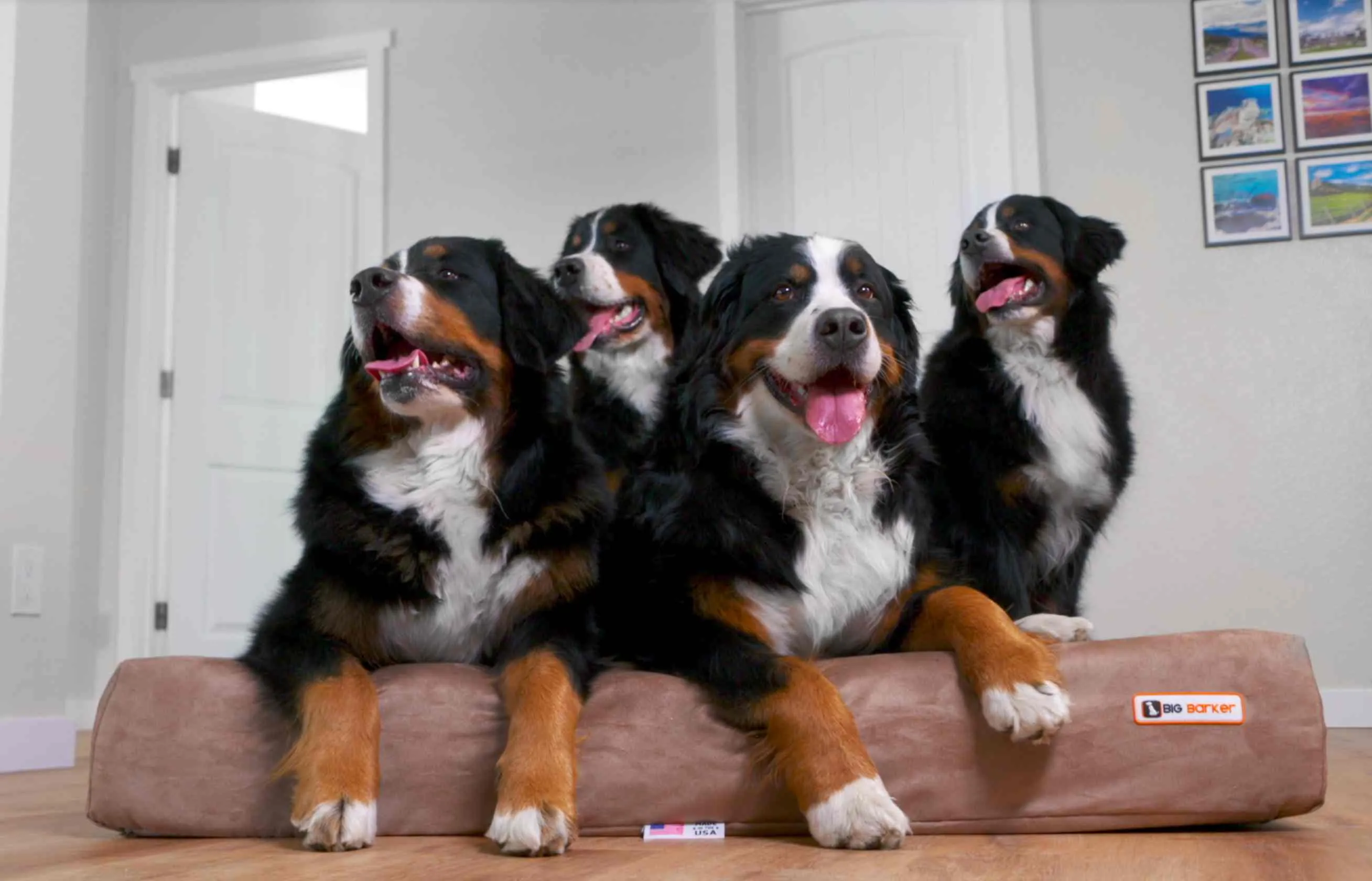 7" Orthopedic Dog Bed