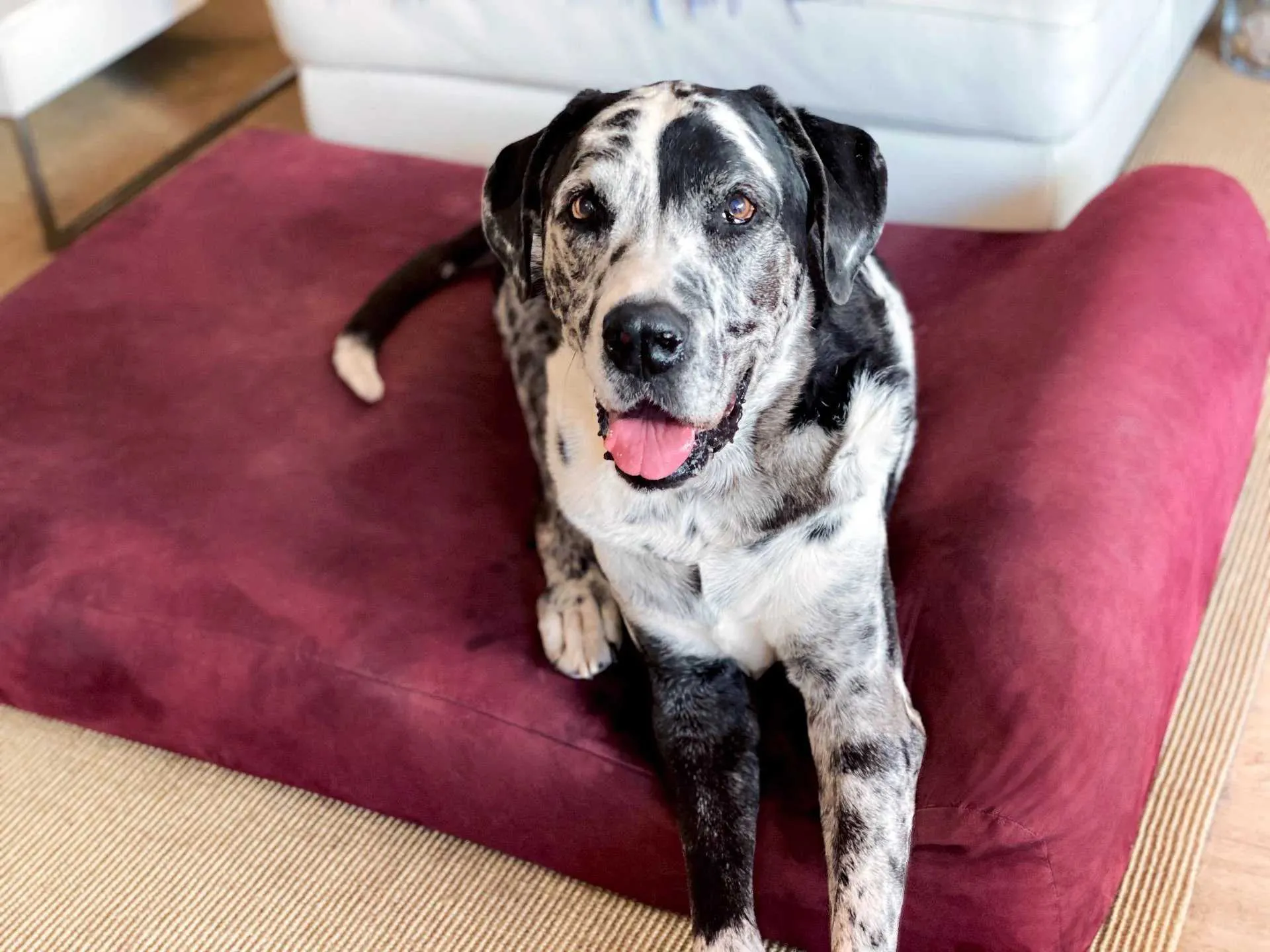 7" Orthopedic Dog Bed