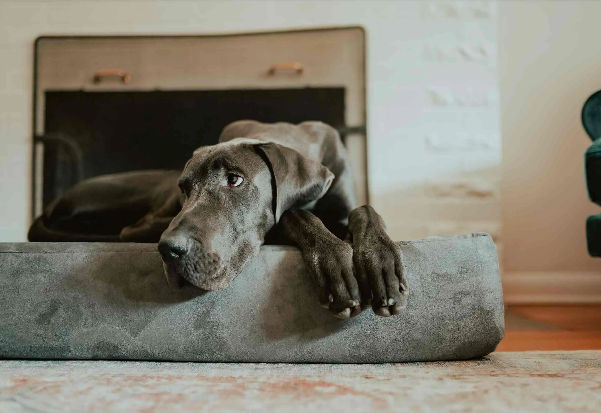 7" Orthopedic Dog Bed