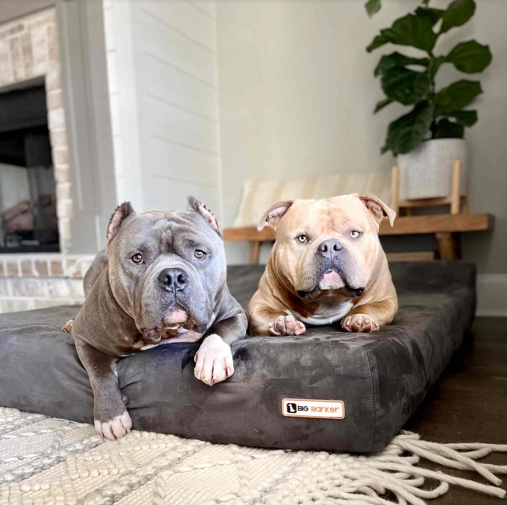 7" Orthopedic Dog Bed