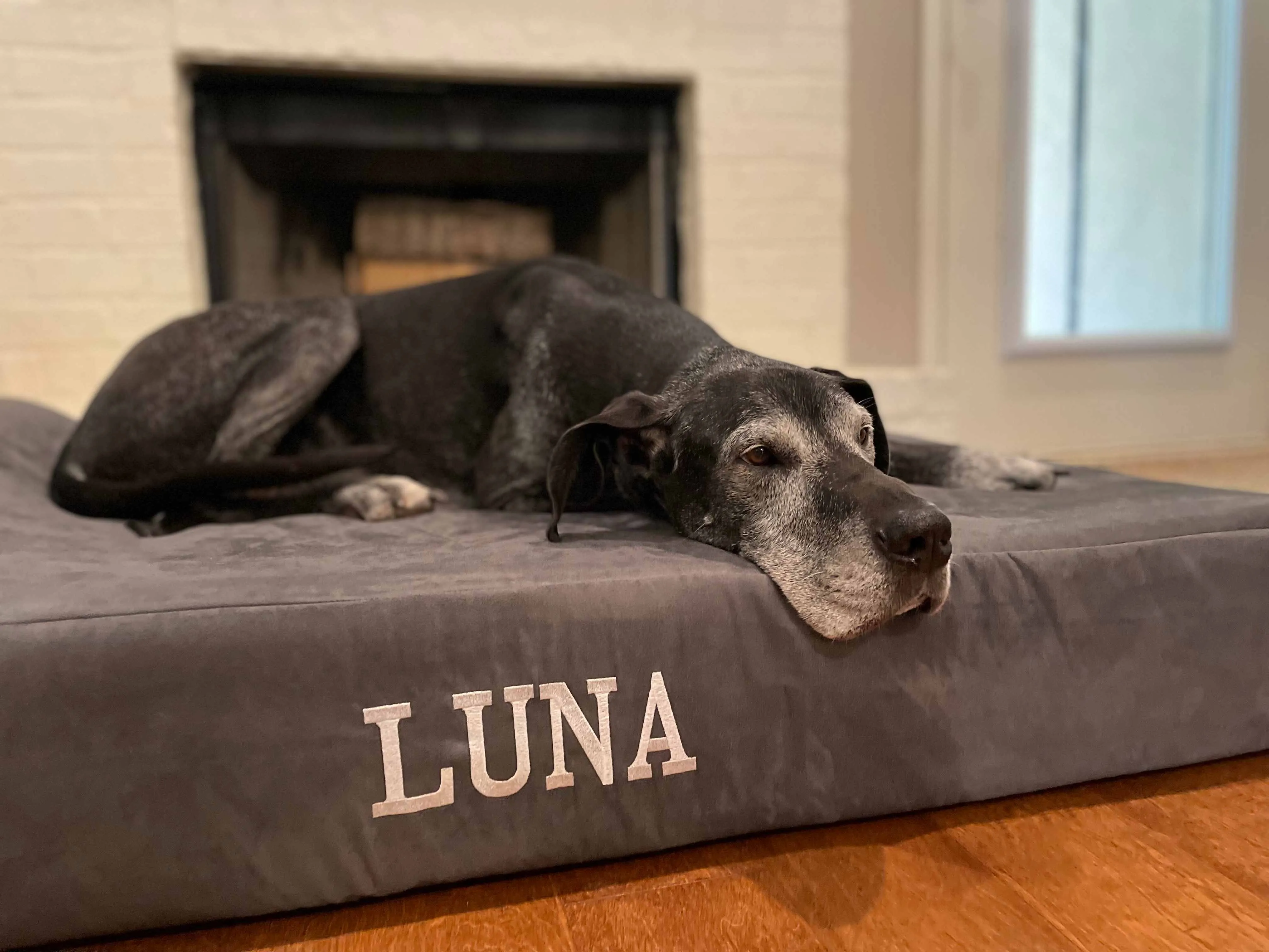 7" Orthopedic Dog Bed