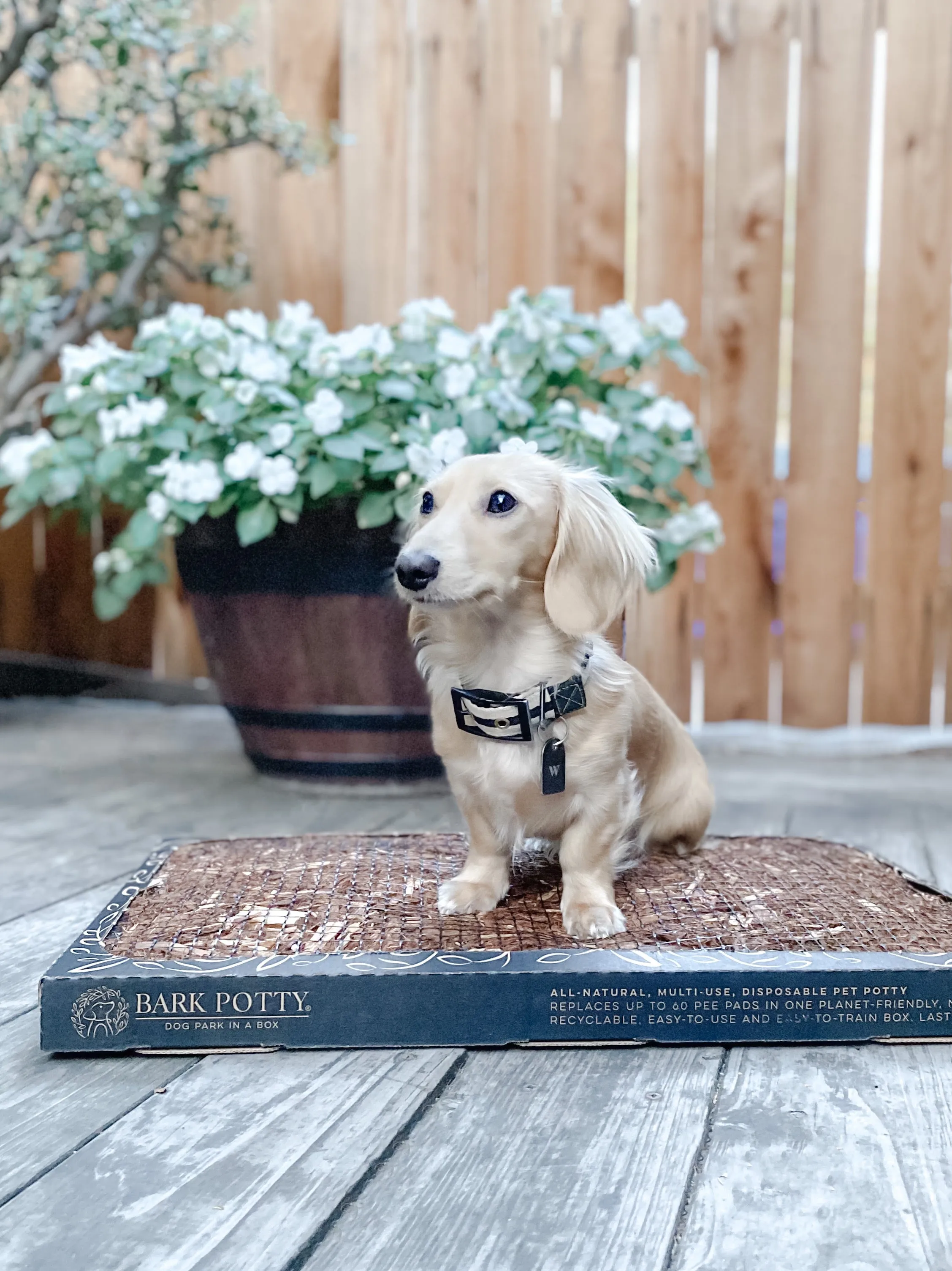 Bark Potty: All Natural Pee Pad