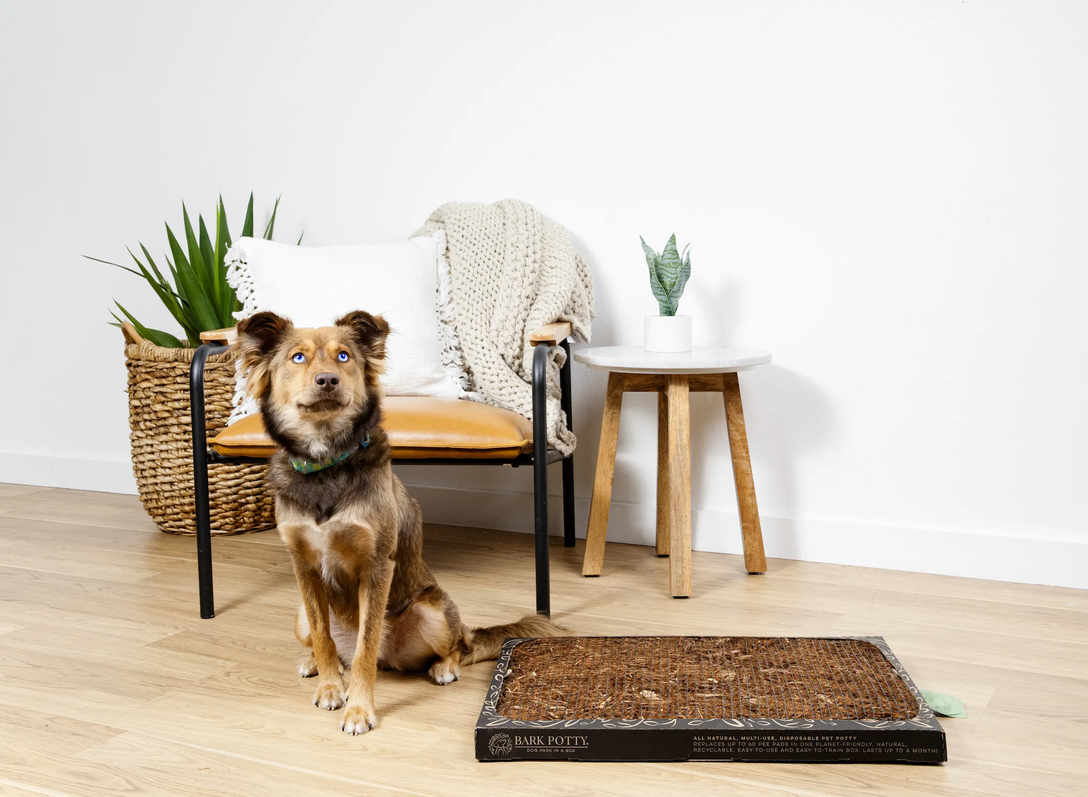 Bark Potty: All Natural Pee Pad