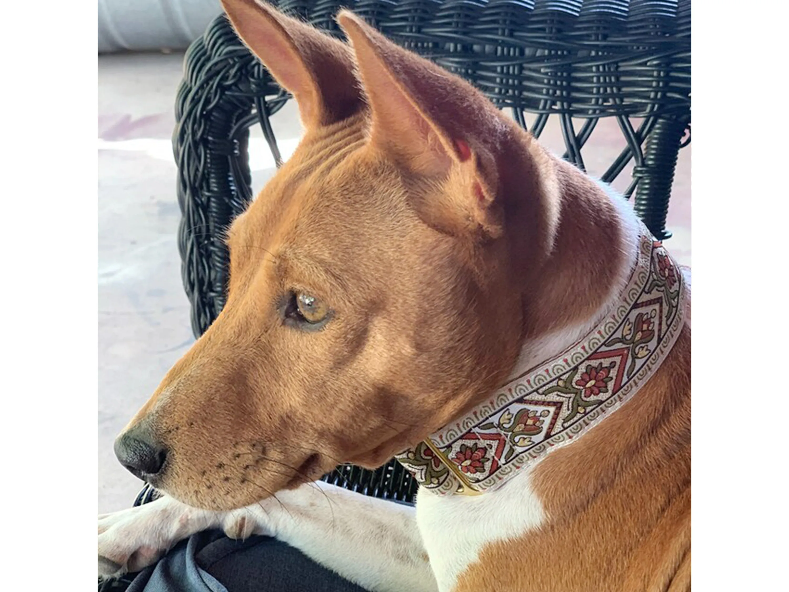 Bavaria - Martingale or Buckle Dog Collar - 1.5" Width