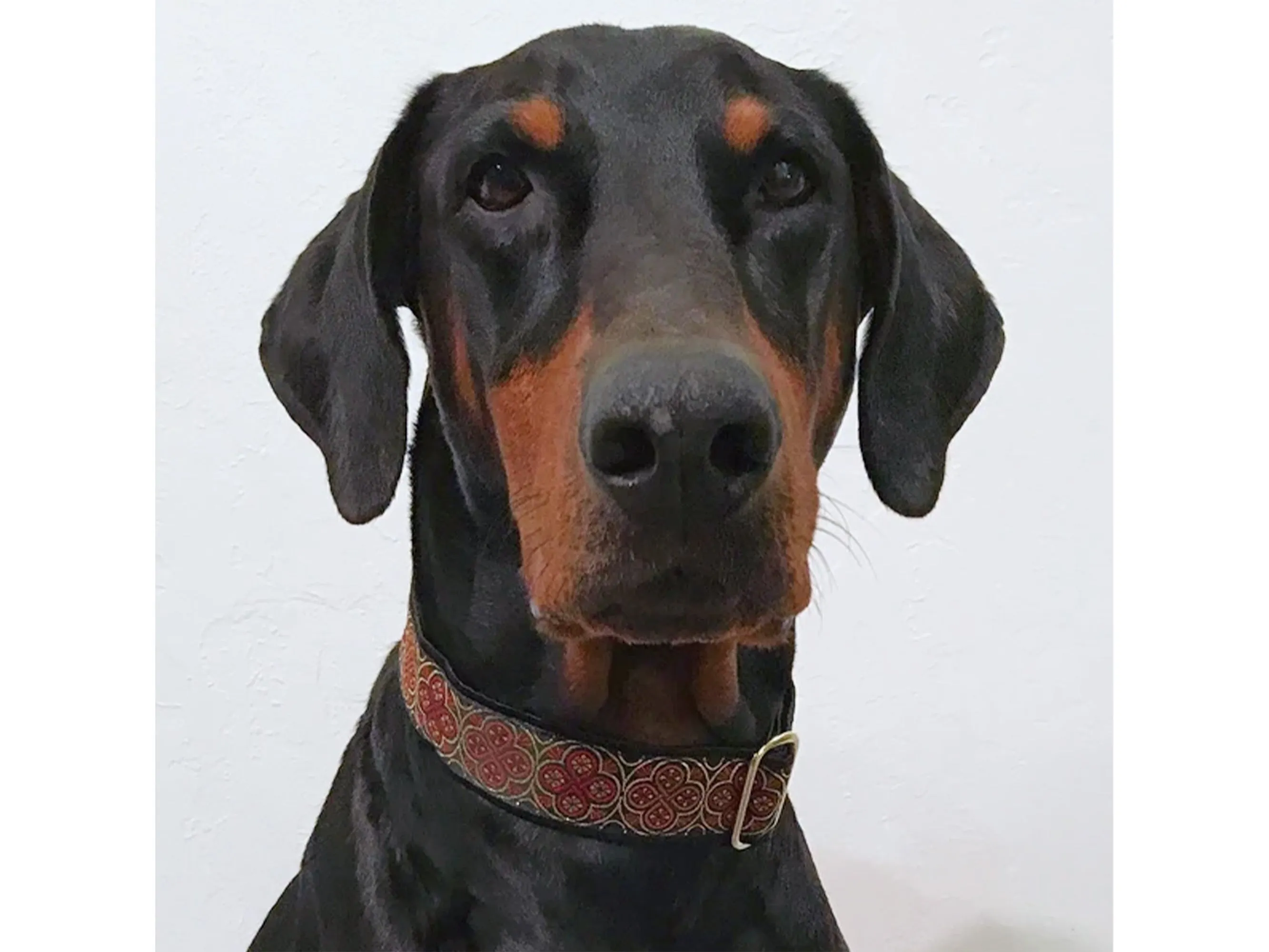 Blarney in Black, Red & Orange - Martingale or Buckle Dog Collar - 1.5" Width