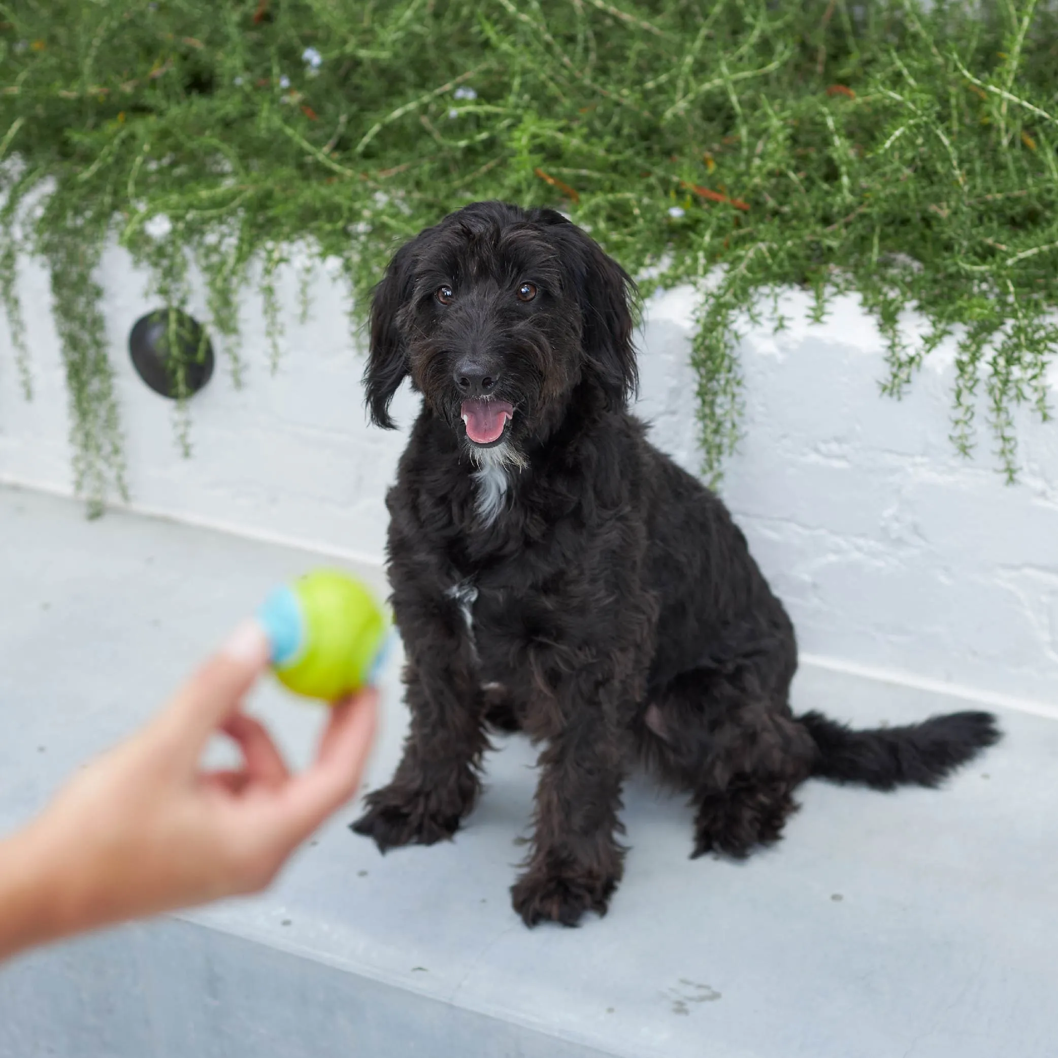 Extreme Play Dog Duraball - Small