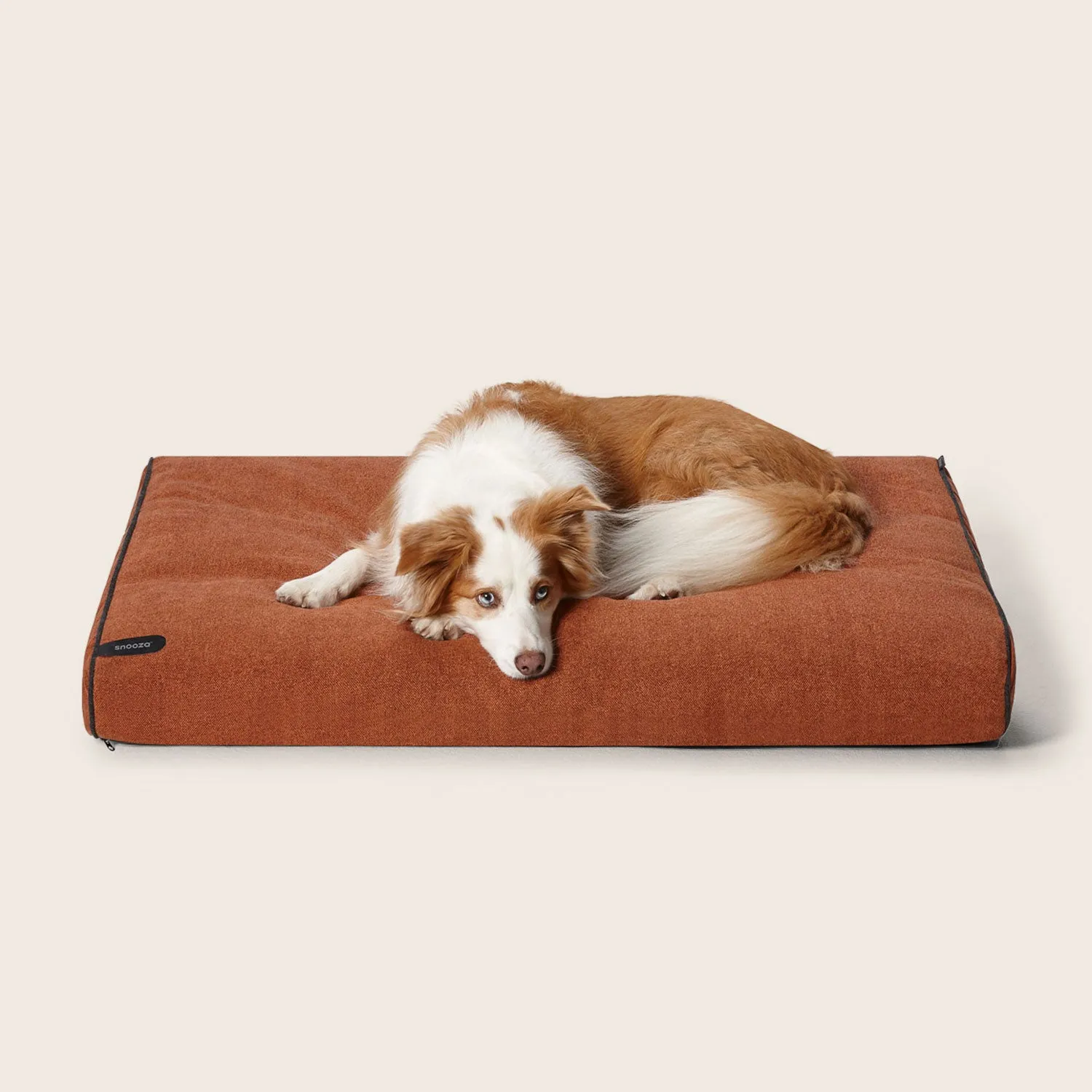 Modern Dog Daybed