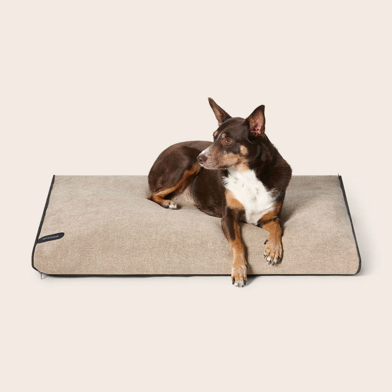 Modern Dog Daybed