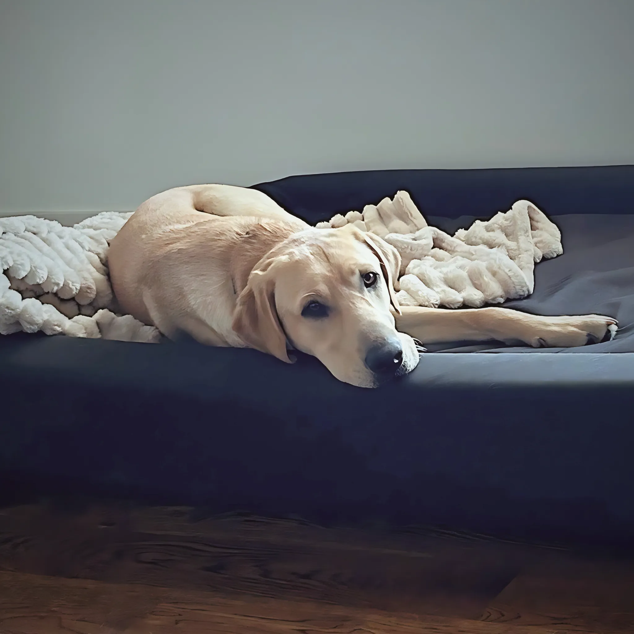 Nomad - Tough Bolster Bed (2-in-1)